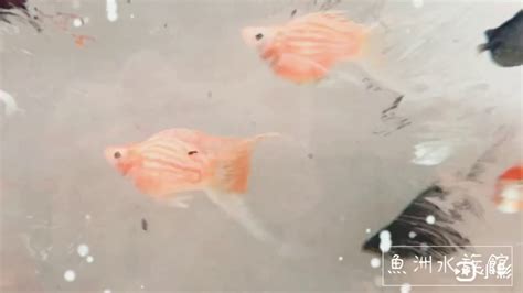 天鵝魚兇|天鵝魚生病了